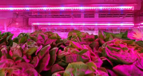 Tesfish LED Pflanzen wachsen Streifen Licht DC 12V IP65 Wasserdicht 