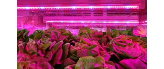 Tira LED SOLAROX para iluminación de la planta